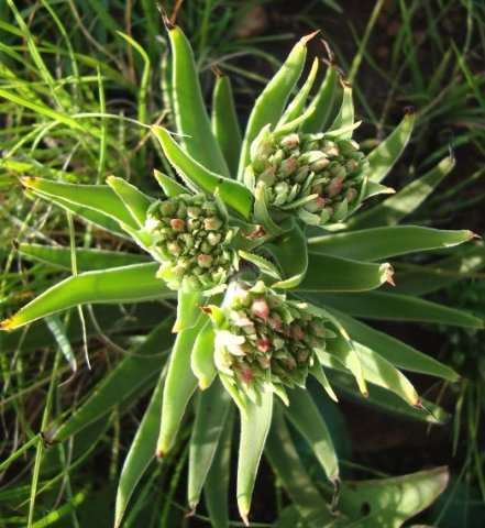 Crassula alba buds